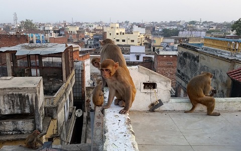 Los monos son una plaga en ciertas ciudades de la India